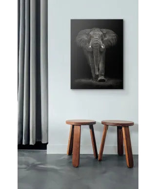 Ngorongoro Bull - obraz na płótnie