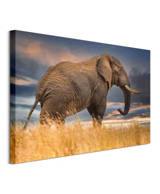 The Elephant - obraz na płótnie
