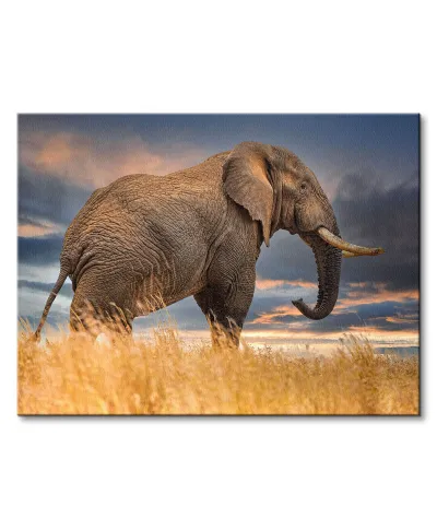 The Elephant - obraz na płótnie