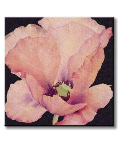 Delicate Pink Poppy - Obraz na płótnie