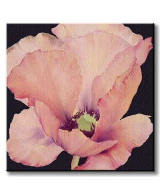 Delicate Pink Poppy - Obraz na płótnie