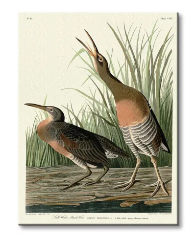 Salt Water Marsh Hen - obraz na płótnie