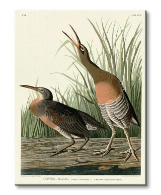 Salt Water Marsh Hen - obraz na płótnie