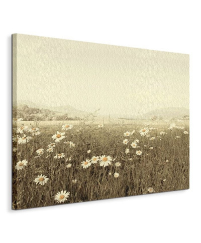 Field of Daisies - Obraz na płótnie