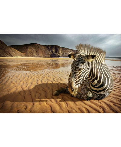 Fototapeta - Zebra na plaży - 175x115 cm