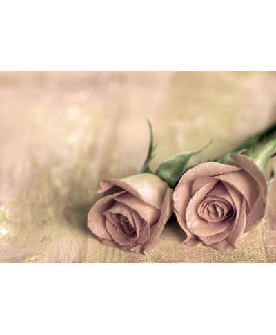 Fototapeta ścienna - Samotne róże - 366x254 cm