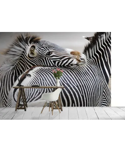 Fototapeta do salonu - Zebra - 366x254 cm