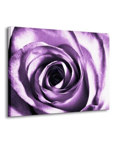 Purpurowa róża - Obraz na płótnie