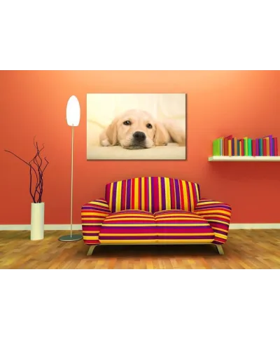 Golden retriever puppy - Obraz na płótnie