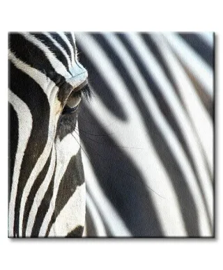 Zebra - Obraz na płótnie