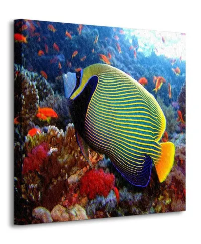 Emperor angelfish - Obraz na płótnie