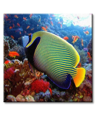 Emperor angelfish - Obraz na płótnie