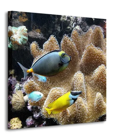 Poissons d'eau de mer - Obraz na płótnie