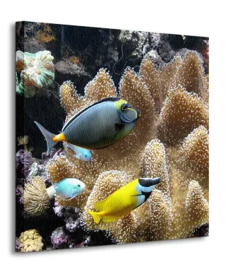 Poissons d'eau de mer - Obraz na płótnie