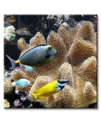 Poissons d'eau de mer - Obraz na płótnie