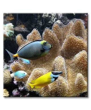 Poissons d'eau de mer - Obraz na płótnie