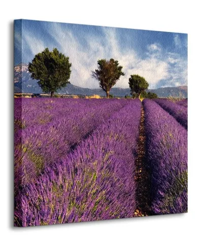 Lavender field in Provence, France - Obraz na płótnie