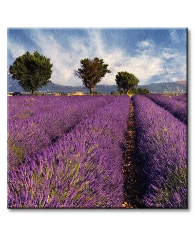 Lavender field in Provence, France - Obraz na płótnie