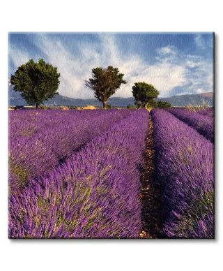 Lavender field in Provence, France - Obraz na płótnie
