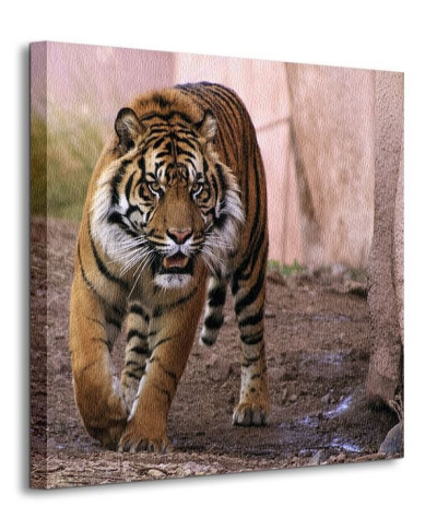 Tygrys Alfa - Obraz na płótnie