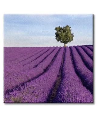 Francja, samotne drzewo - Obraz na płótnie