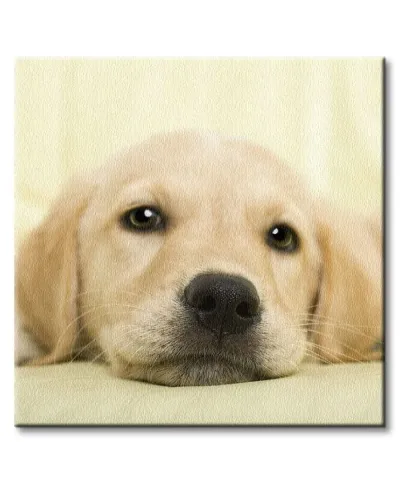 Golden retriever puppy - Obraz na płótnie
