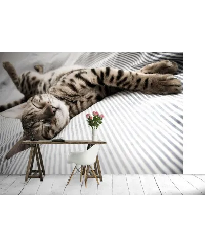 Fototapeta na ścianę - Śpiący Kot - 366x254 cm