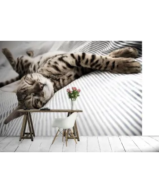 Fototapeta na ścianę - Śpiący Kot - 366x254 cm