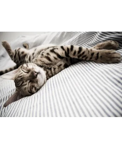 Fototapeta na ścianę - Śpiący Kot - 366x254 cm