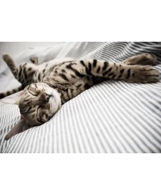 Fototapeta na ścianę - Śpiący Kot - 366x254 cm