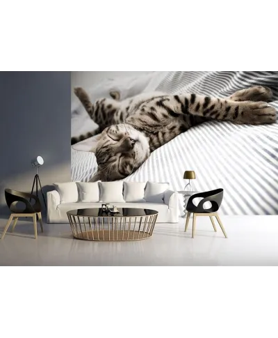 Fototapeta na ścianę - Śpiący Kot - 366x254 cm