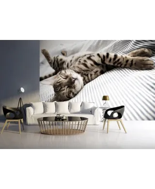 Fototapeta na ścianę - Śpiący Kot - 366x254 cm
