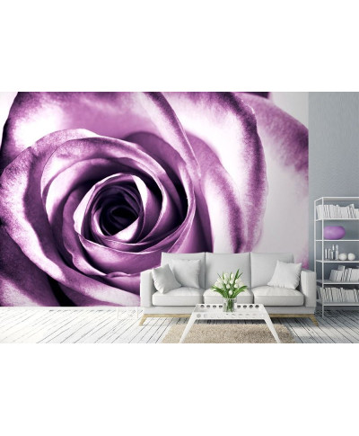 Fototapeta na ścianę - Purpurowa róża - 366x254 cm
