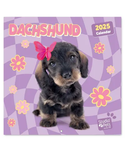 Studio Pets Dachshund - kalendarz 2025