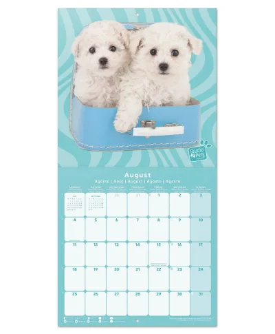 Studio Pets Poodle - kalendarz 2025
