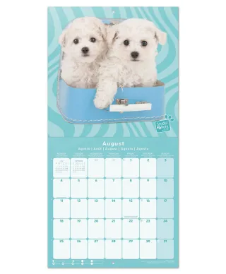 Studio Pets Poodle - kalendarz 2025