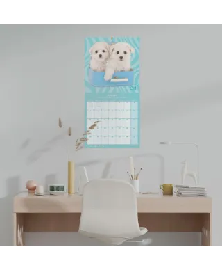 Studio Pets Poodle - kalendarz 2025