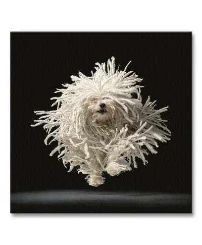 Flying Mop - Obraz na płótnie