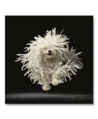 Flying Mop - Obraz na płótnie