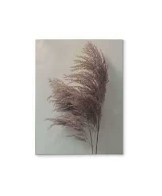 Pampas Grass II - obraz na płótnie