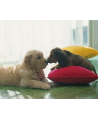 Szczeniaki Pocałunek - plakat