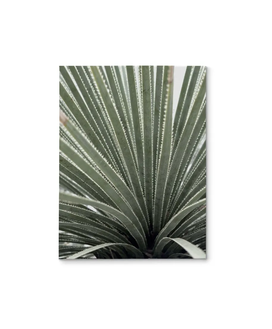 Agave - obraz na płótnie