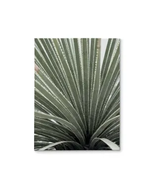 Agave - obraz na płótnie