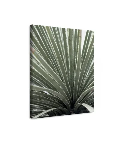 Agave - obraz na płótnie
