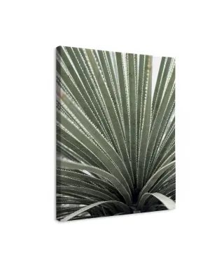 Agave - obraz na płótnie