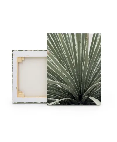 Agave - obraz na płótnie