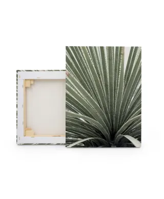 Agave - obraz na płótnie