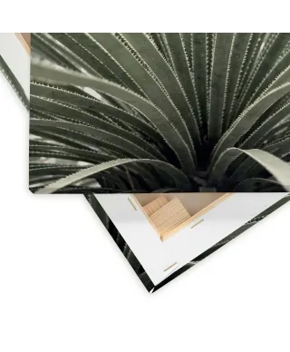 Agave - obraz na płótnie