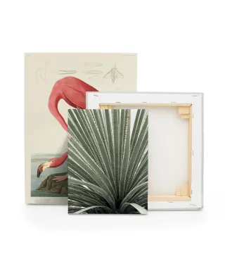 Agave - obraz na płótnie