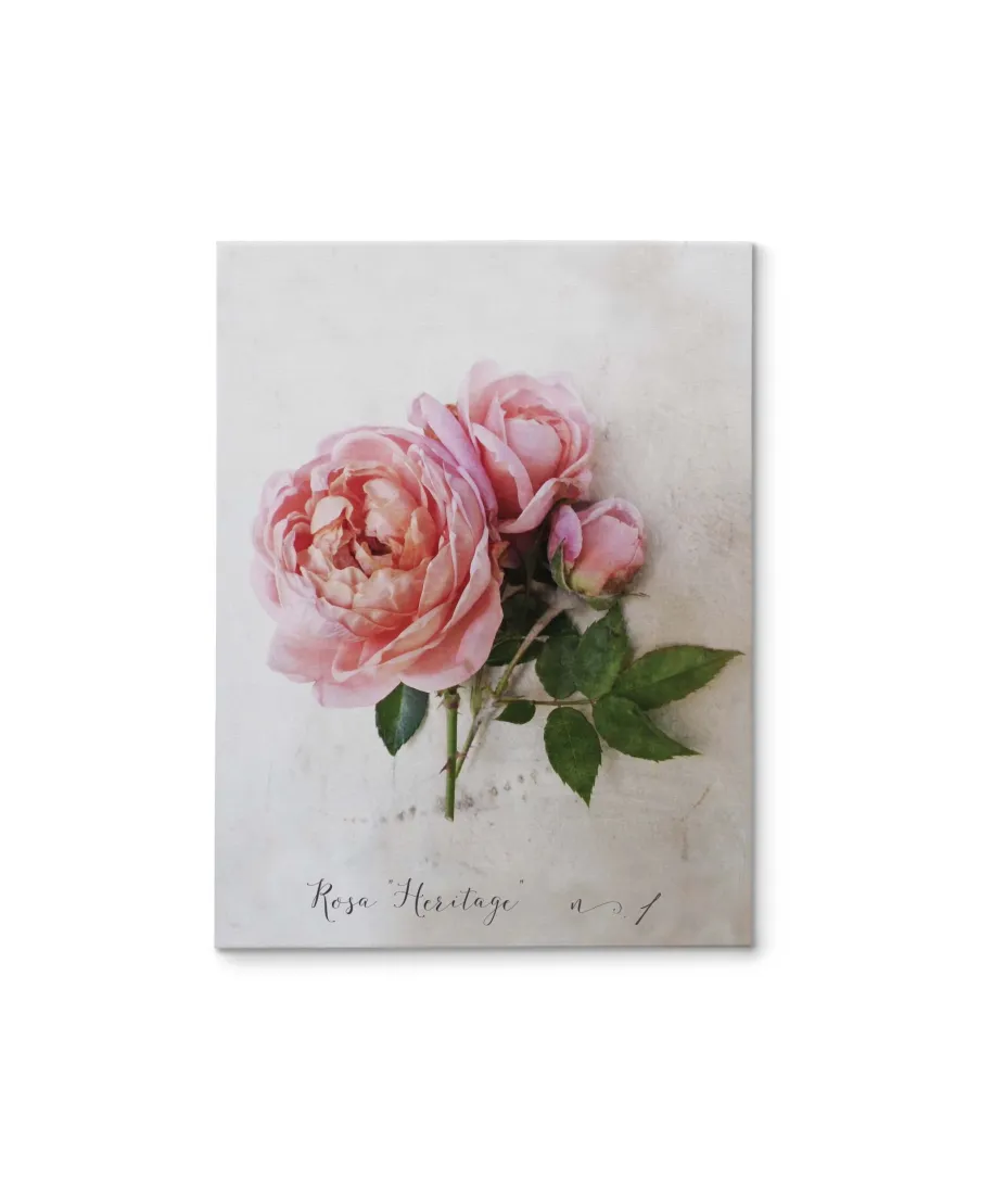 Rosa - obraz na płótnie